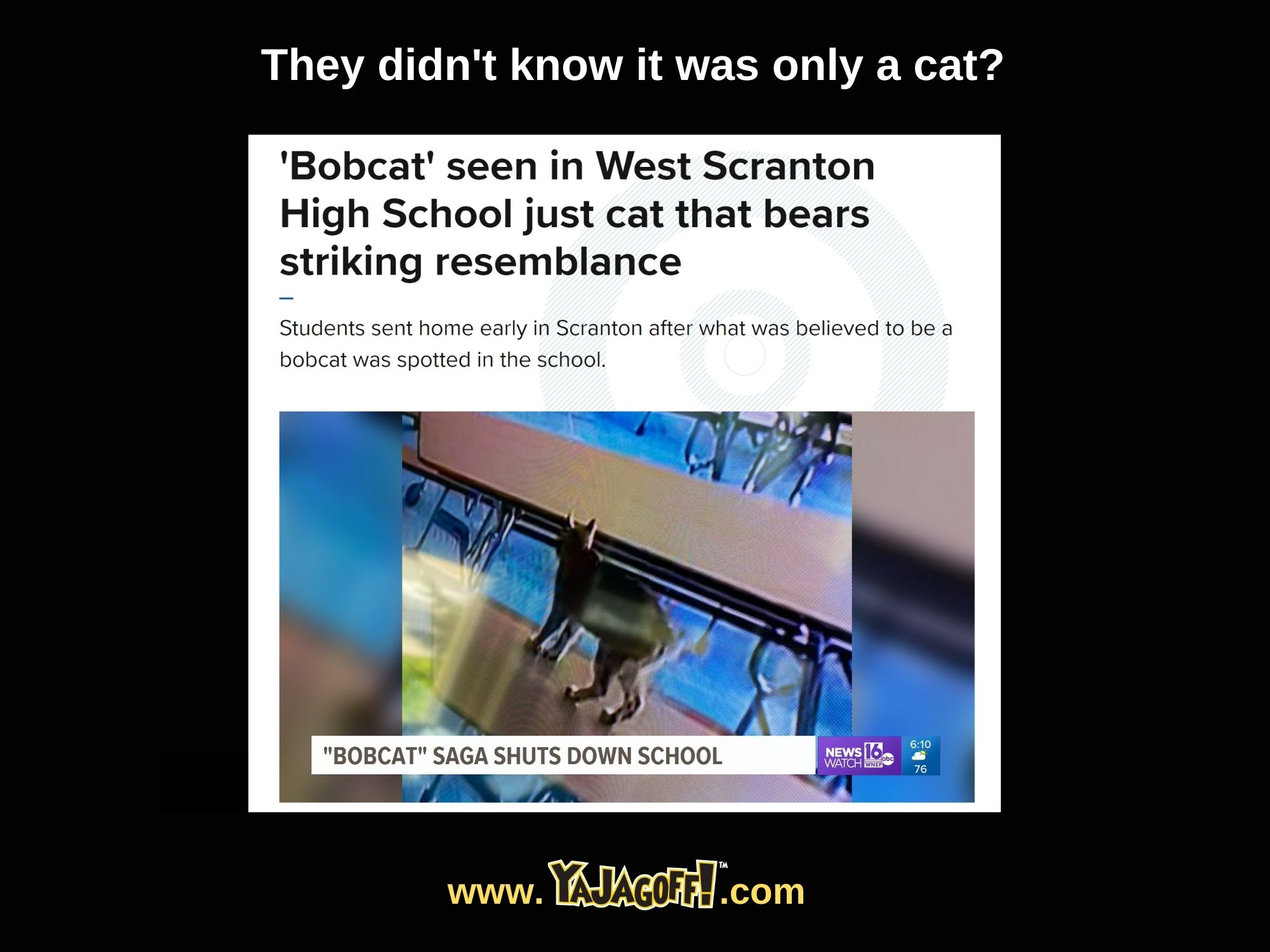 Bobcat' seen in West Scranton High School just cat
